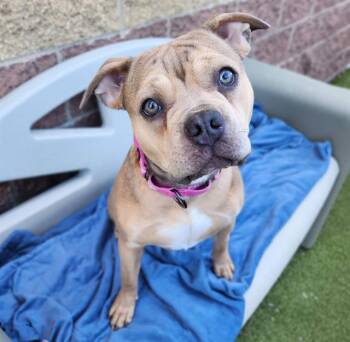 American Bulldog and French Bulldog Dogs Available for Adoption in Minneapolis, Minnesota - LAA LAA | PetCurious