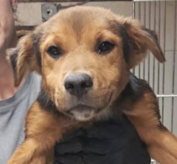 Wilder -  Shepherd Dog for Adoption in Hollister, Missouri - Wilder | PetCurious