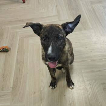 Tater -  German Shepherd Dog Dog for Adoption in Manchester, Tennessee - Tater | PetCurious