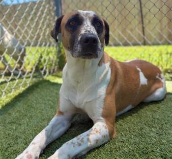 MYSTERY -  Mixed Breed Dog for Adoption in Columbia, South Carolina - MYSTERY | PetCurious