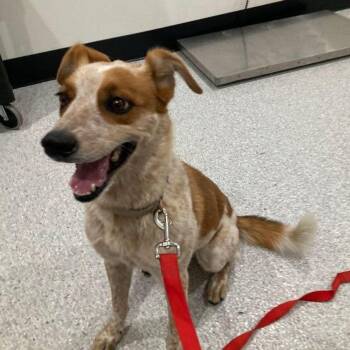 Coco -  Australian Cattle Dog Blue Heeler Dog for Adoption in Lake Havasu City, Arizona - Coco | PetCurious