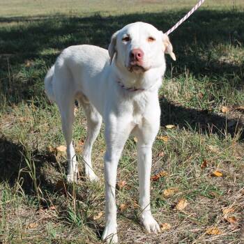 Bubba Jay -  Mixed Breed Dog for Adoption in Mccall, Idaho - Bubba Jay | PetCurious