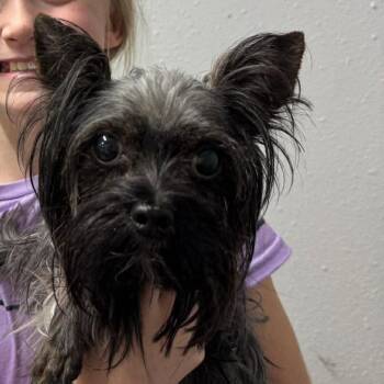 Yorkshire Terrier Dogs Available for Adoption - Libby | PetCurious