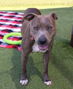 Mixed Breed Dogs Available for Adoption in Athens, Georgia - Janet | PetCurious