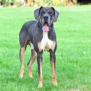 Rescue Great Dane Dogs for Adoption in St. Louis, Missouri - APOLLO | PetCurious
