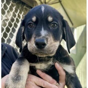 Labrador Retriever Dogs Available for Adoption - Mike | PetCurious