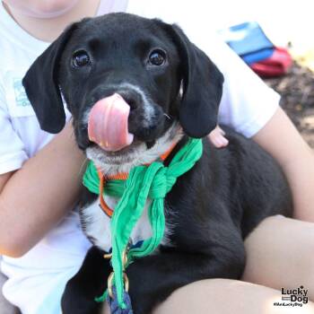 Linda -  Labrador Retriever Dog for Adoption in Washington, District Of Columbia - Linda | PetCurious