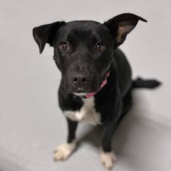 Ollie Girl -  Mixed Breed Dog for Adoption in Portland, Oregon - Ollie Girl | PetCurious