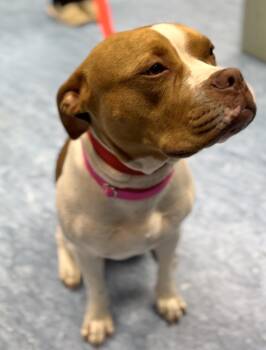 Mixed Breed Dogs Available for Adoption in Charleston, South Carolina - Saphira | PetCurious