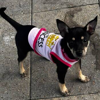 Miniature Pinscher and Toy Fox Terrier Dogs Available for Adoption in Corpus Christi, Texas - Kismet | PetCurious