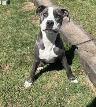 American Bulldog Dogs Available for Adoption in Charlottesville, Virginia - Callie 11 Month Old Blue And White Beauty | PetCurious