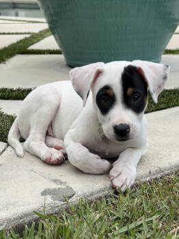 Rescue Labrador Retriever Dogs for Adoption in West Palm Beach, Florida - Elliott | PetCurious
