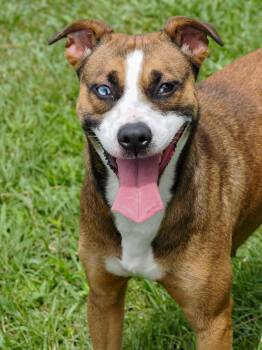 Chicken Little -  Mixed Breed Dog Available for Adoption in Myrtle Beach, South Carolina - Chicken Little | PetCurious