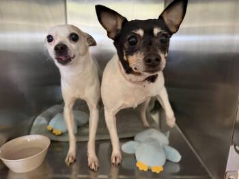 Rex and Angel Baby -  Fox Terrier Dog for Adoption in Bloomsdale, Missouri - Rex And Angel Baby | PetCurious