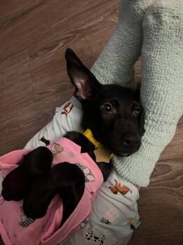 Sadie -  Mixed Breed Dog for Adoption in Munster, Indiana - Sadie | PetCurious