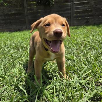 Nick Miller -  Retriever Dog for Adoption in Chattanooga, Tennessee - Nick Miller | PetCurious