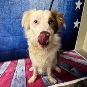 Ollie -  Australian Shepherd and Mixed Breed Dog for Adoption in Eureka Springs, Arkansas - Ollie | PetCurious