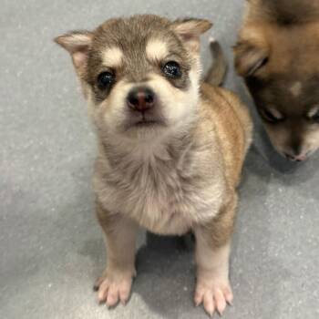 Rescue German Shepherd Dog and Mixed Breed Dogs for Adoption in Detroit, Michigan - Julia | PetCurious