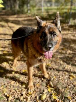 Shell -  German Shepherd Dog Dog for Adoption in Midland, Michigan - Shell | PetCurious