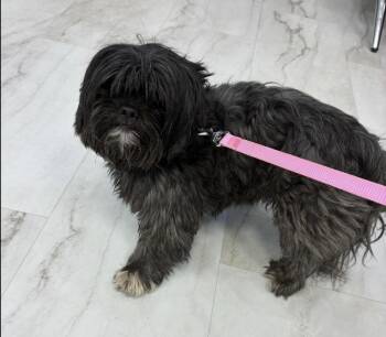 Mixed Breed Dogs Available for Adoption in New York, New York - Moby | PetCurious