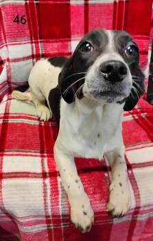 Hound Dogs Available for Adoption - Buffy #46 | PetCurious