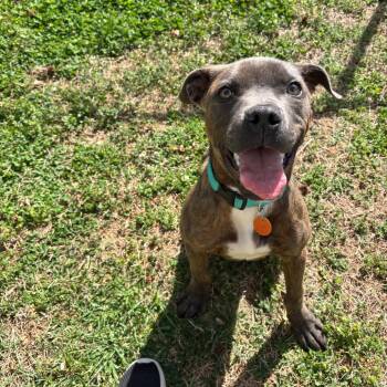 Boxer Dogs Available for Adoption - Grady | PetCurious