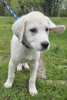 Great Pyrenees and Labrador Retriever Dogs Available for Adoption in Salem, New Hampshire - Rachel | PetCurious