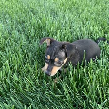 Chihuahua and Mixed Breed Dogs Available for Adoption in Shorewood, Illinois - Andie | PetCurious