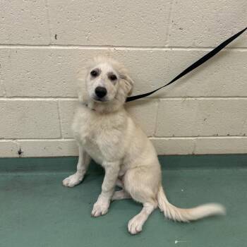 Mixed Breed Dogs Available for Adoption in Memphis, Tennessee - Tass | PetCurious