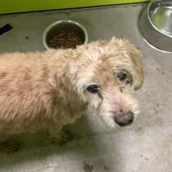 Spaniel Dogs Available for Adoption in Spokane, Washington - Samson | PetCurious