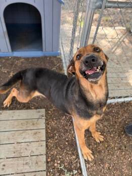 Fidler - B (Gummie) -  Mixed Breed and Shepherd Dog for Adoption in Lockhart, Texas - Fidler - B (Gummie) | PetCurious