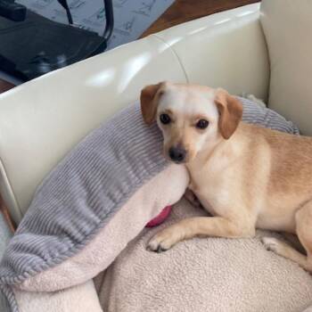 DOMINIKA -  Chihuahua and Mixed Breed Dog for Adoption in Richmond, California - DOMINIKA | PetCurious