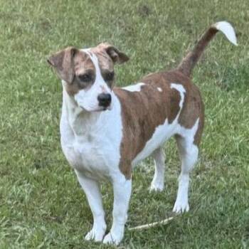 Felisha -  Mixed Breed Dog for Adoption in Allentown, Pennsylvania - Felisha | PetCurious