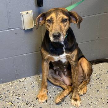 Sister -  Hound and Mixed Breed Dog for Adoption in Tuscaloosa, Alabama - Sister | PetCurious