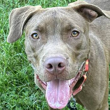 Rescue Pit Bull Terrier Dogs for Adoption in Monroeville, Pennsylvania - Kilo | PetCurious