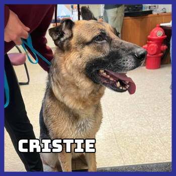 Rescue German Shepherd Dog Dogs for Adoption in Glenwood, Minnesota - Cristie | PetCurious