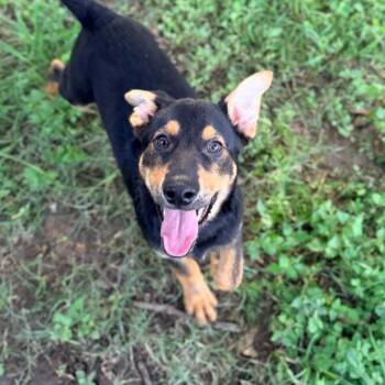 Digiorno -  German Shepherd Dog Dog for Adoption in Allentown, Pennsylvania - Digiorno | PetCurious