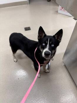 GAMBIT -  Husky Dog for Adoption in Baytown, Texas - GAMBIT | PetCurious