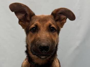 Georgie -  German Shepherd Dog and Mixed Breed Dog for Adoption in Golden Valley, Minnesota - Georgie | PetCurious