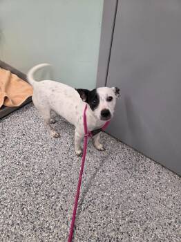 Terrier Dogs Available for Adoption in Athens, Tennessee - Rocky | PetCurious