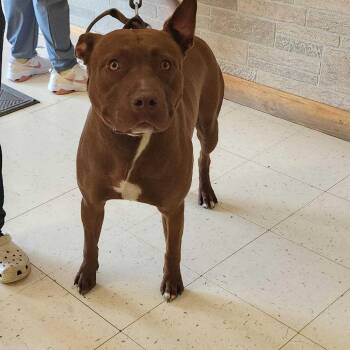 Mixed Breed Dogs Available for Adoption in Davenport, Iowa - Copyright Infringement | PetCurious