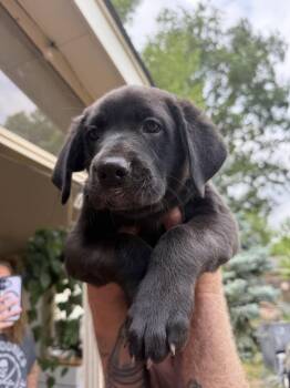 Gumball -  Labrador Retriever Dog for Adoption in Fort Collins, Colorado - Gumball | PetCurious