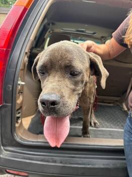 Library Boy -  Mixed Breed Dog for Adoption in Cincinnati, Ohio - Library Boy | PetCurious