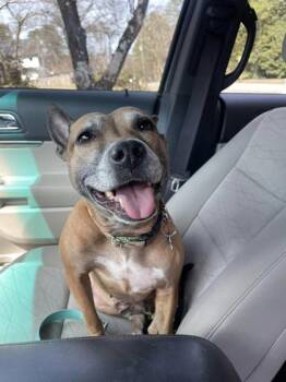 Rescue Mixed Breed Dogs for Adoption in Atlanta, Georgia - Divine - IN FOSTER | PetCurious