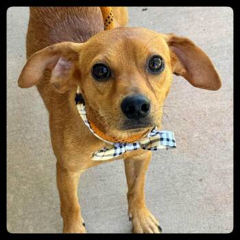 Ravioli -  Dachshund and Beagle Dog for Adoption in Meherrin, Virginia - Ravioli | PetCurious