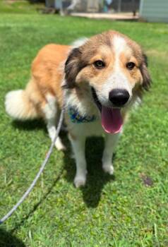 Leonard -  Mixed Breed Dog for Adoption in Taycheedah, Wisconsin - Leonard | PetCurious