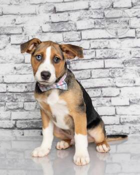 Labrador Retriever and Husky Dogs Available for Adoption - Sterling | PetCurious