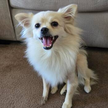 OSITA the "Little Teddy Bear" -  Pomeranian and Chihuahua Dog for Adoption in Los Angeles, California - OSITA The "Little Teddy Bear" | PetCurious