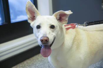 Rescue Labrador Retriever and Mixed Breed Dogs for Adoption in West Chester, Pennsylvania - Belle FKA Amelia | PetCurious