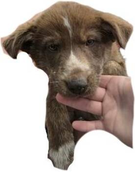 RhondaBrownie -  Siberian Husky and Mixed Breed Dog for Adoption in Simcoe, Ontario - RhondaBrownie | PetCurious